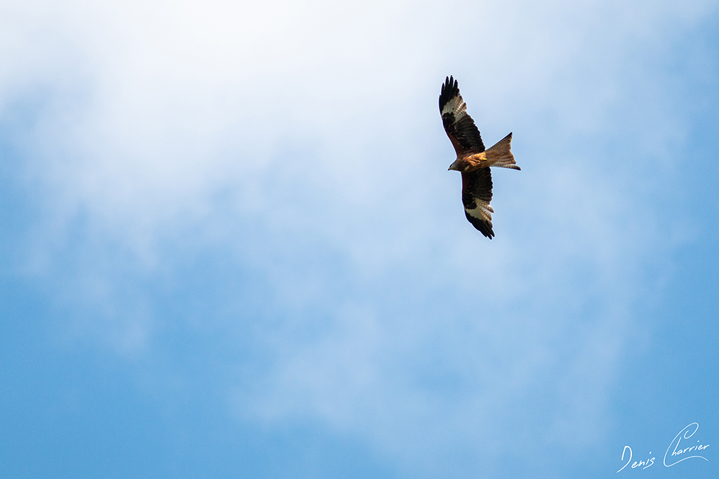 Milan Royal volant dans le ciel de Murol